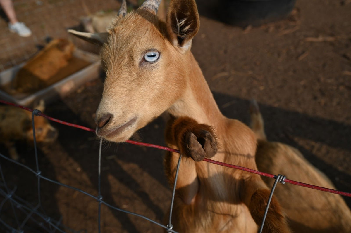 Combo Cuddle – Highland Cows, Donkeys, Goats, Bunnies & Sheep