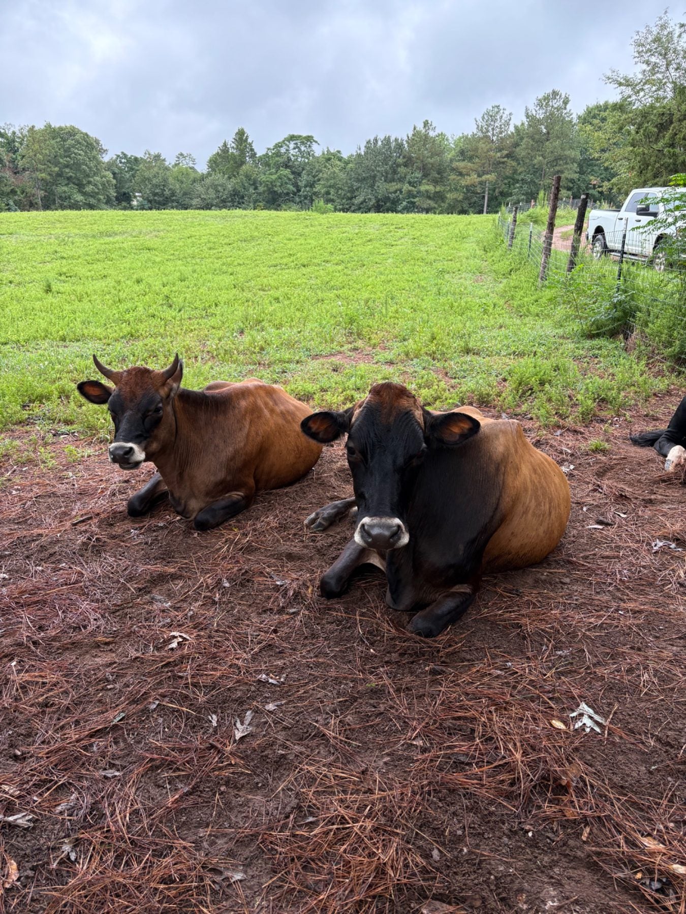 The Family Cow — Complete Care Guide