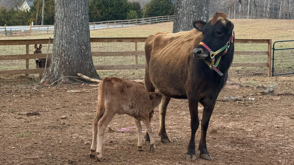 Fresh products from Donkey River Farm