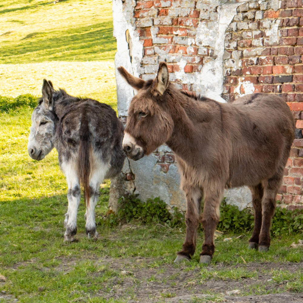 Donkey Mom & Baby Cuddles