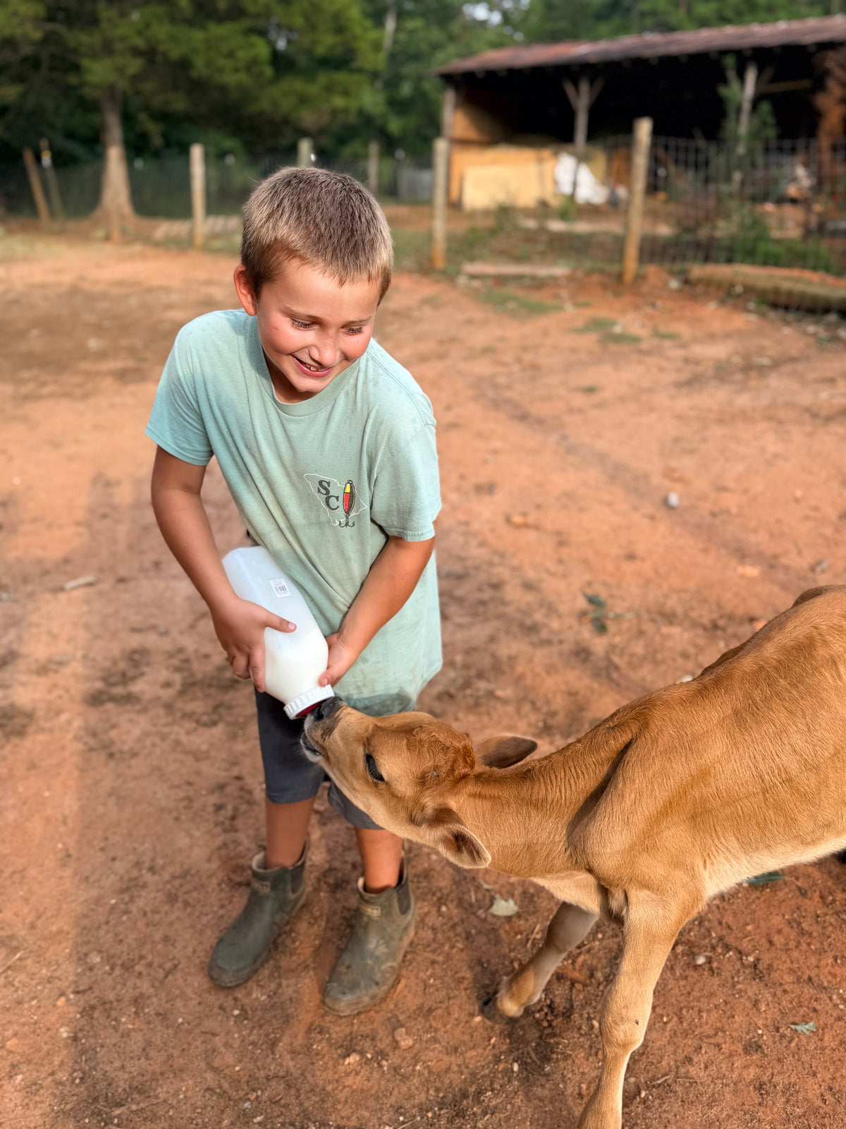 A visitor bottle feeding a Jersey calf at Donkey River Farm