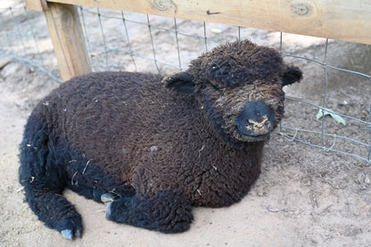 Combo Cuddle – Highland Cows, Donkeys, Goats, Bunnies & Sheep