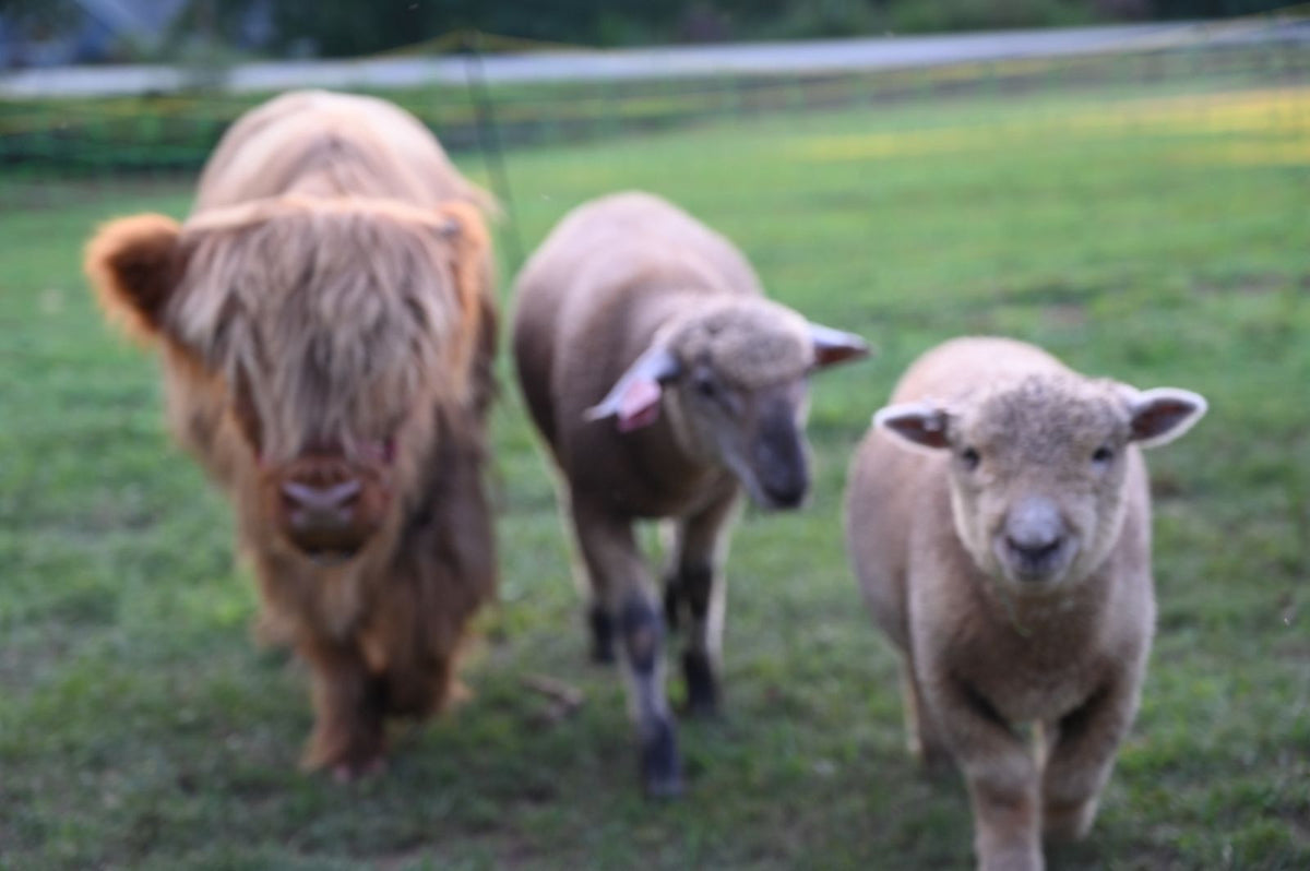 Combo Cuddle – Highland Cows, Donkeys, Goats, Bunnies & Sheep