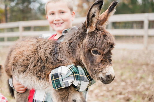 Donuts with the Donkeys