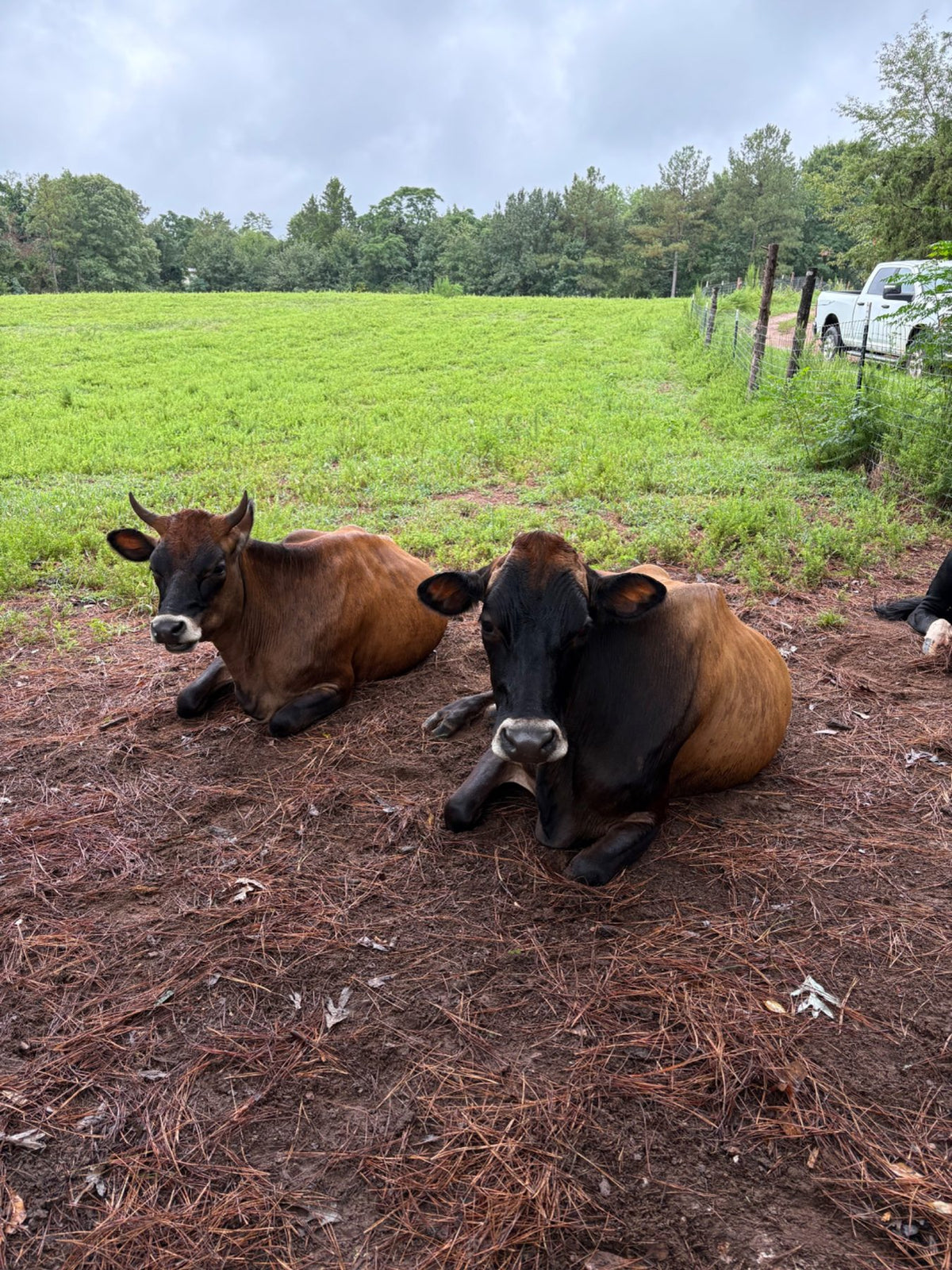 The Family Cow — Complete Beginner's Guide + Daily Feed Calculator