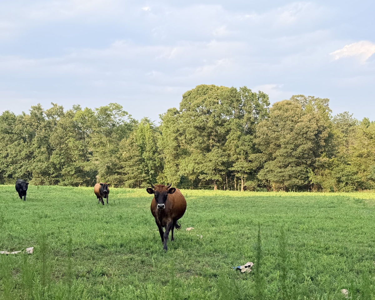 Jersey milk cow at Donkey River Farm