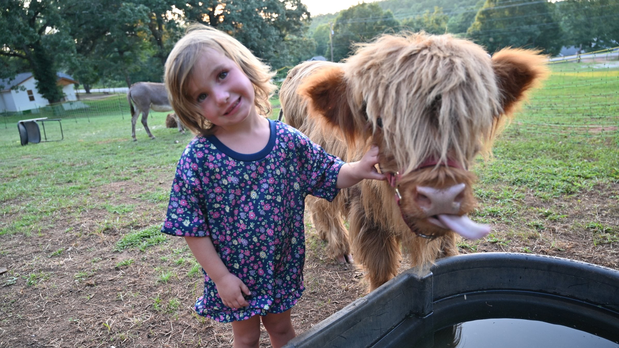 A toddler reaching out to pet a Highland cow at the farm fence