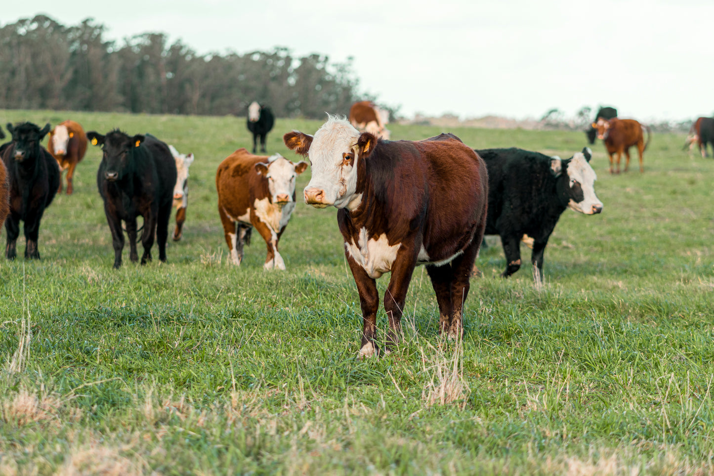 Herdshare Buy-in